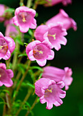 Rosa Marienglockenblume (Campanula medium) blühend im Sommergarten
