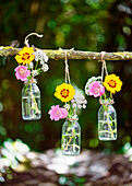 Kleine Glasvasen mit Blumen an einen Ast gebunden