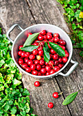 Frisch gepflückte Kirschen in einem Topf
