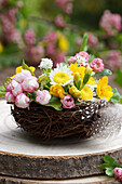 Frühlingsblumenarrangement im Nest auf Holzscheibe im Garten