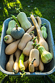 Pumpkin harvest in wheelbarrow
