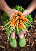 Hands holding a bunch of carrots