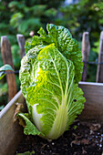 Chinese cabbage 'Brassica rapa subsp pekinensis'