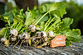 Mairübe (Brassica rapa subsp. rapa var. majalis), Mairübchenernte auf Gartentisch