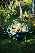 Freshly harvested pumpkins in a wheelbarrow