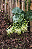 Freshly harvested kohlrabi 'Brassica oleracea var gongylodes'
