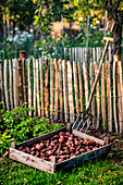 Potato harvest in the garden
