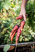 A bunch of carrots of the variety 'Rouge Sang Daucus carota'