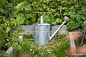 Zinkgießkanne zwischen Rahmenbeeten
