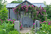 Apothecary rose (Rosa gallica 'Officinalis') and climbing rose (rambler) Taunusblümchen at the garden house