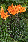Feuerlilien