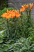 Feuerlilien