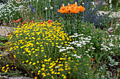 Färberkamille, Schafgarbe, Feuerlilie und Klatschmohn im Beet