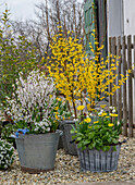 Forsythia 'Weekend', Zierkirsche, Großblütige Gämswurz, Schleifenblume und Traubenhyazinthen