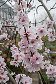 Almond blossom