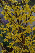 Forsythie (Forsythia 'Weekend')