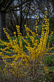 Forsythie (Forsythia 'Weekend') und schwefelfarbige Elfenblume (Epimedium × versicolor 'Sulphureum')