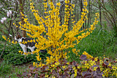 Forsythie (Forsythia 'Weekend') und schwefelfarbige Elfenblume (Epimedium × versicolor 'Sulphureum')