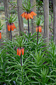 Kaiserkrone (Fritillaria imperialis)