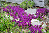 Roter Sand-Thymian (Thymus serpyllum 'Coccineus')