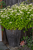 Mutterkraut (Tanacetum parthenium 'Aureum')