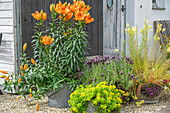 Feuerlilie, Schopflavendel, Fetthenne (Sedum floriferum 'Weihenstephaner Gold'), Sand-Thymian und Leinkraut