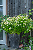 Mutterkraut (Tanacetum parthenium 'Aureum')