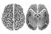 Human brain from above and below, 3D MRI scans