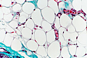 Adipose tissue, light micrograph