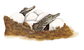 Nile crocodile juveniles, illustration