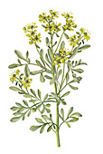 Common rue (Ruta graveolens) flowers, illustration