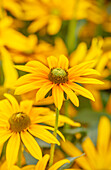 Rudbeckie (Rudbeckia hirta) 'Irish Eyes' in leuchtendem Gelb