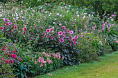 Blumenbeet im Pashley Manor Garden mit Dahlien, Sommer