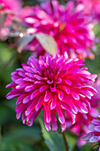 Dahlie (Dahlia) 'Art Nouveau' in leuchtendem Pink im Spätsommergarten