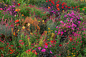 Bunte Blumenvielfalt mit Dahlien, Cannas, Salvien und Echinacea im Septembergarten