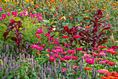 Bunte Jahreszeitblumenrabatte mit Zinnien (Zinnia), Amaranth (Amaranthus), und Duftnessel (Agastache) im September