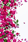 Kleinblütige rote Rosen auf weißem Hintergrund arrangiert