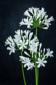 White ornamental lily (Agapanthus) against a dark background