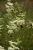 Feuchtwiese mit Mädesüß (Filipendula ulmaria) und Großem Wiesenknopf (Sanguisorba officinalis)