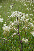 Doldenblütige Brustwurz (Angelica sylvestris) auf Feuchtwiese
