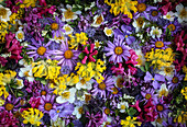 Blütenteppich aus Alpenaster, Alpenrose, Silberwurz, Kugelblume und Wundklee