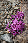 Gegenblättriger Steinbrech (Saxifraga oppositifolia) auf Fels im alpinen Gelände
