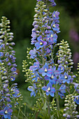 Delphinium (Delphinium 'Ouverture') in full bloom in the garden