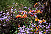Summer flower bed with liver balsam, coloured nettle and alstromeria