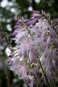 Lila Blüten der Funkie (Hosta) im Sommergarten