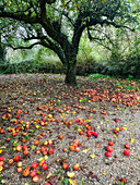 Fallen fruit under an apple tree in autumn