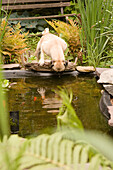 Mops trinkt aus einem Garten-Teich zwischen Farnen