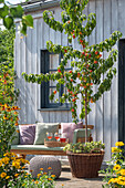 Sitzplatz mit Aprikosenbaum (Prunus armeniaca) auf sommerlichen Terrasse 
