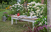 Sitzplatz im Garten vor Beet mit Ballhortensien (Hydrangea arborescens 'Annabelle'), Kugellauch (Allium), Dahlien, Sonnenauge, Eisenkraut