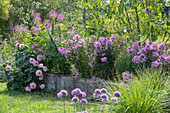 Sitzplatz vor fliederfarbenen Staudenbeet mit Phlox (Phlox Paniculata), Spinnenblume (Cleome spinosa), Dahlien (Dahlia) und Kugellauch (Allium) im sommerlichen Garten 